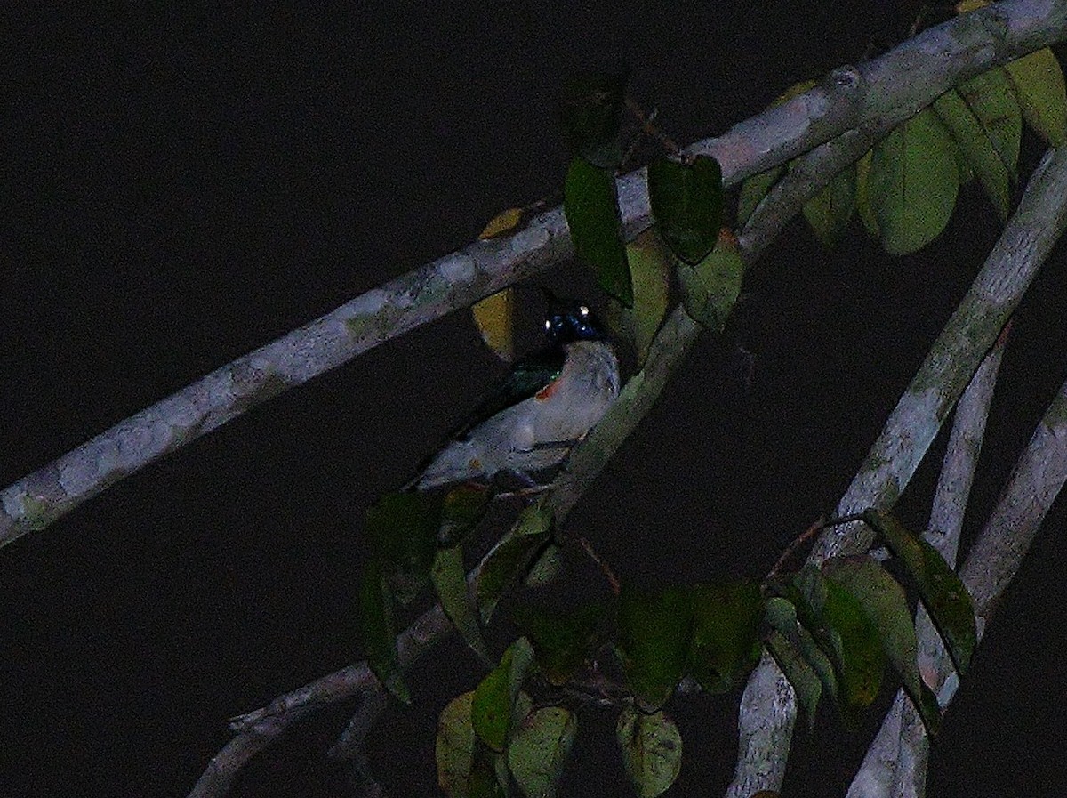 Violet-tailed Sunbird - ML218515241