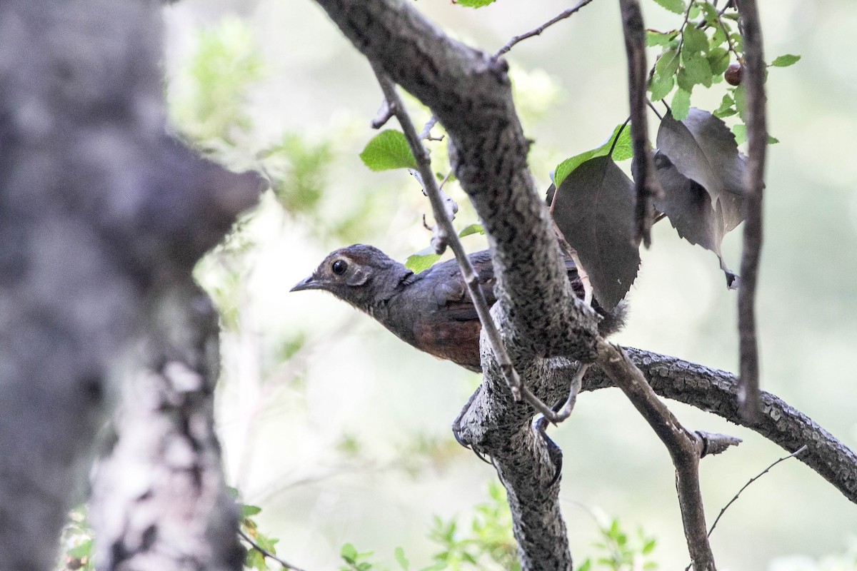 Schwarzkehltapaculo - ML218515671