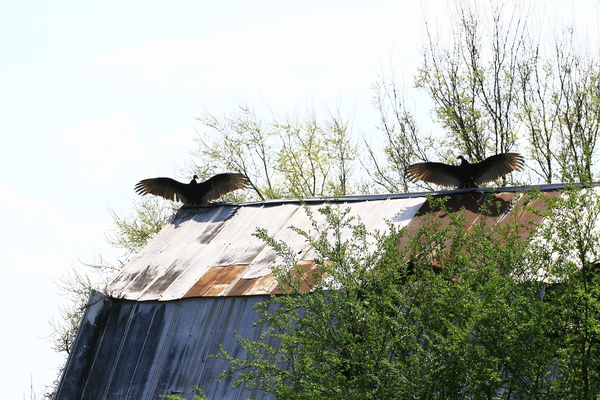 Turkey Vulture - ML218516991