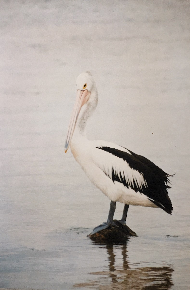 Australian Pelican - ML218517651