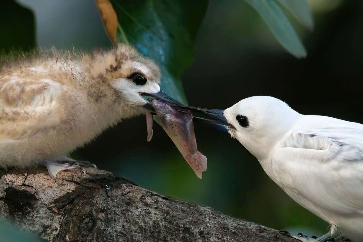 White Tern - ML218517701