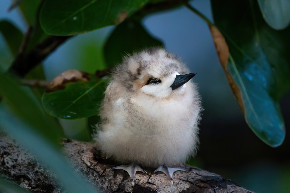 White Tern - ML218517751