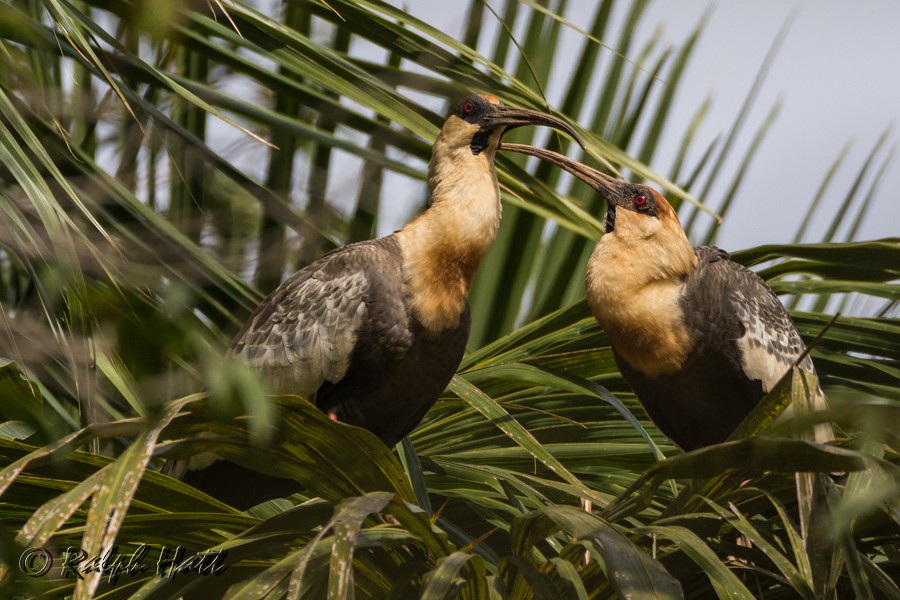 Buff-necked Ibis - Ralph Hatt