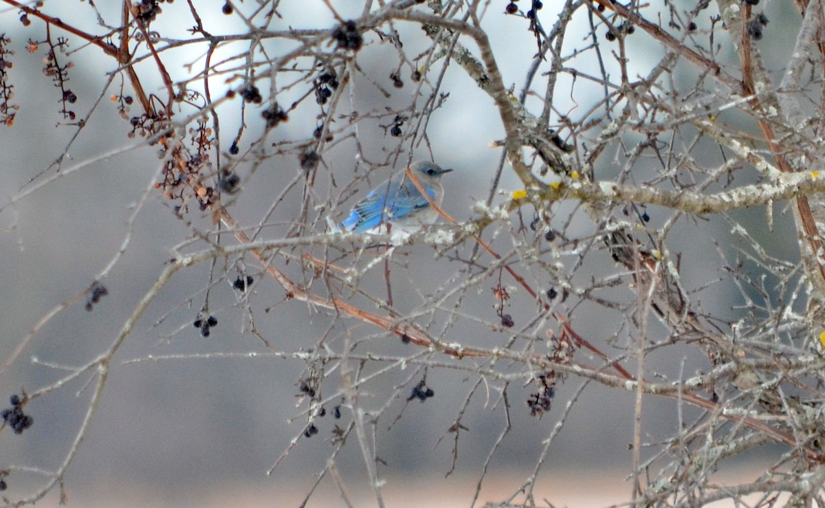 Mountain Bluebird - Jean and Bob Hilscher