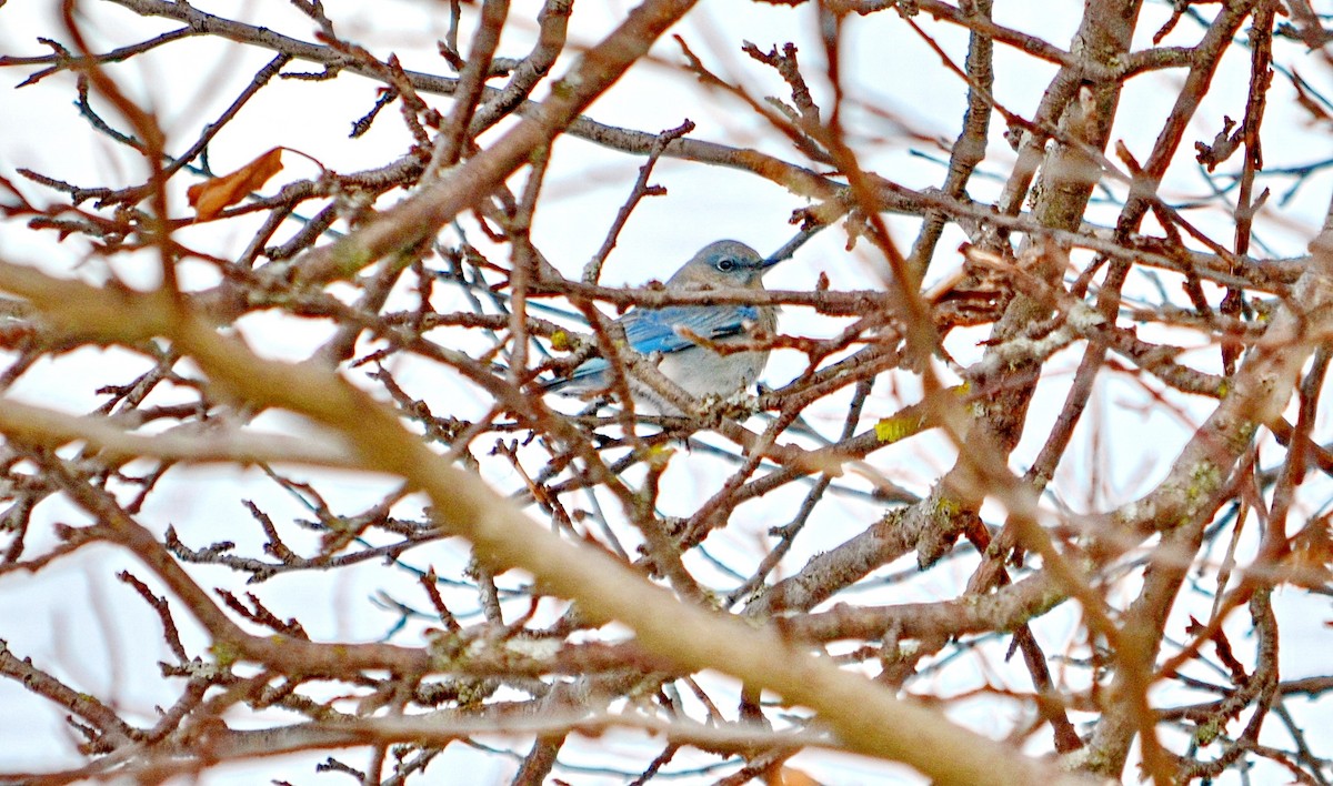 Mountain Bluebird - ML218519321