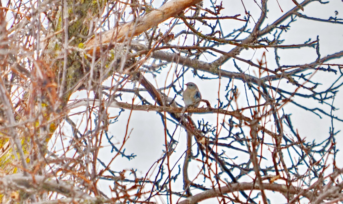 Mountain Bluebird - Jean and Bob Hilscher