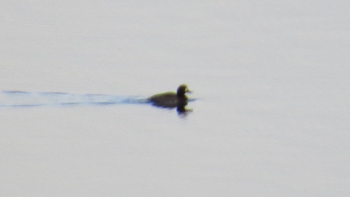 Greater Scaup - ML21851971
