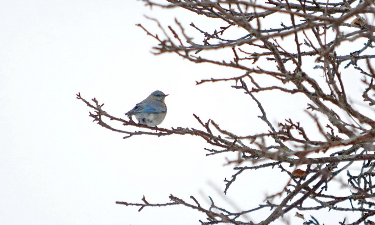 Mountain Bluebird - ML218520161