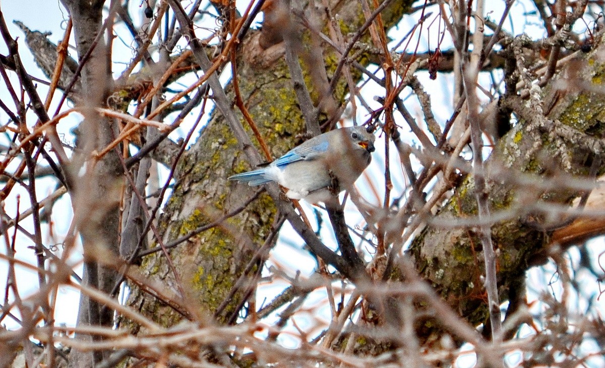 Mountain Bluebird - ML218520411