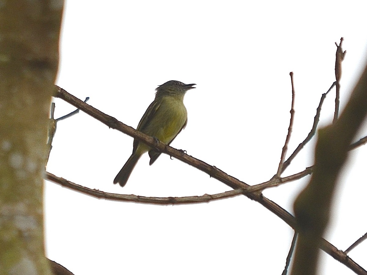 Yellow-margined Flatbill (assimilis Group) - ML218520741