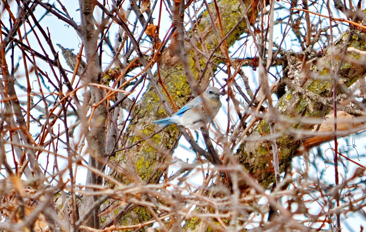 Mountain Bluebird - ML218521081