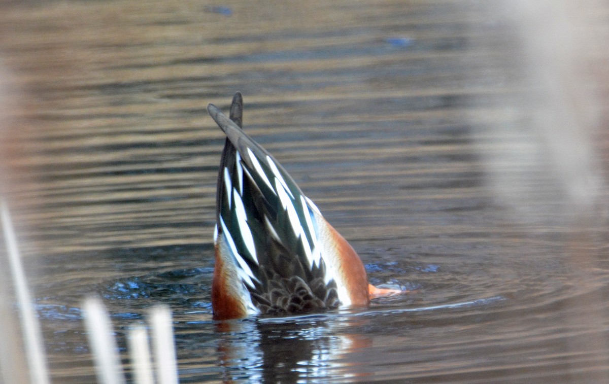 Northern Shoveler - Michael J Good