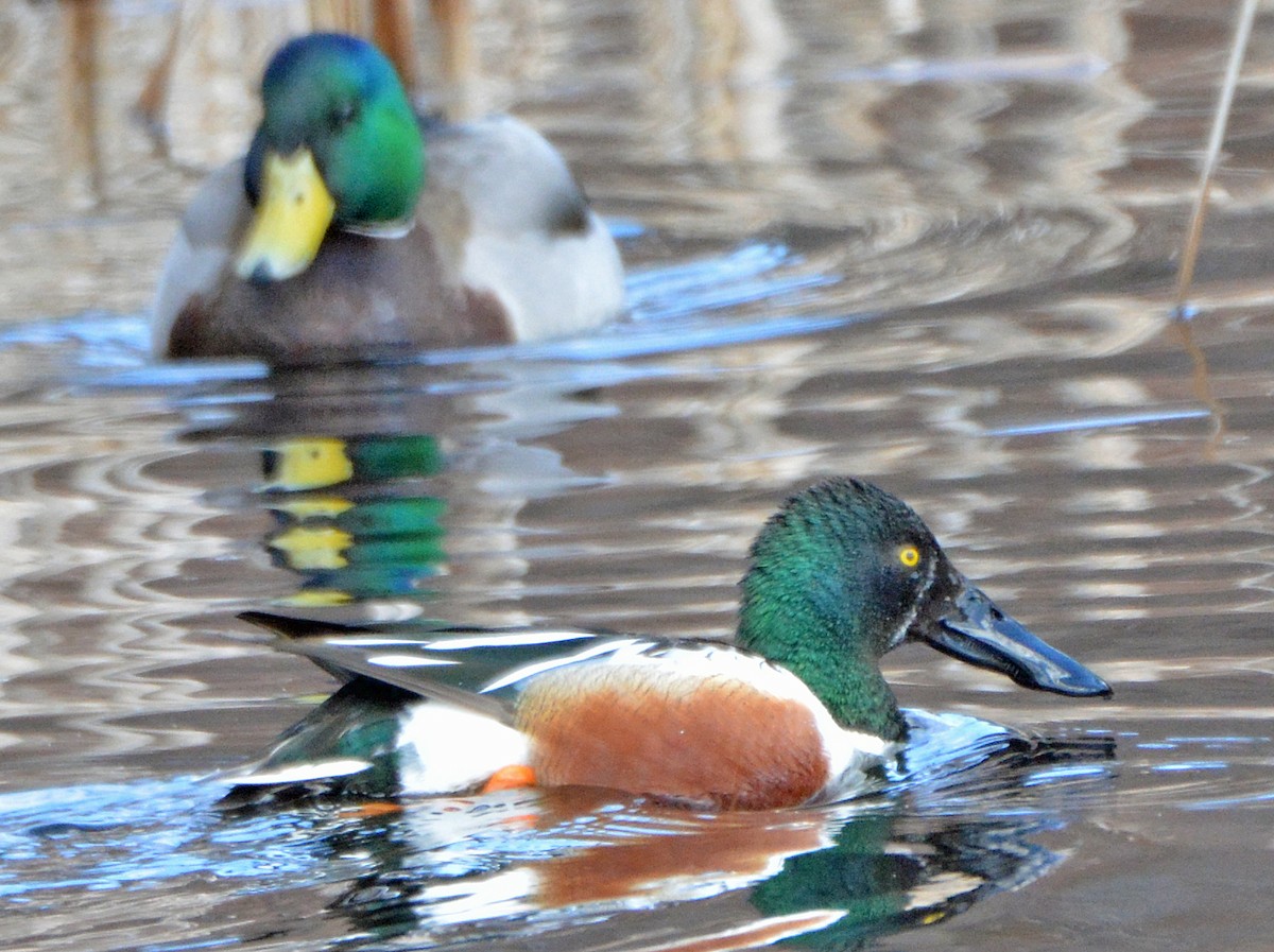 Northern Shoveler - Michael J Good