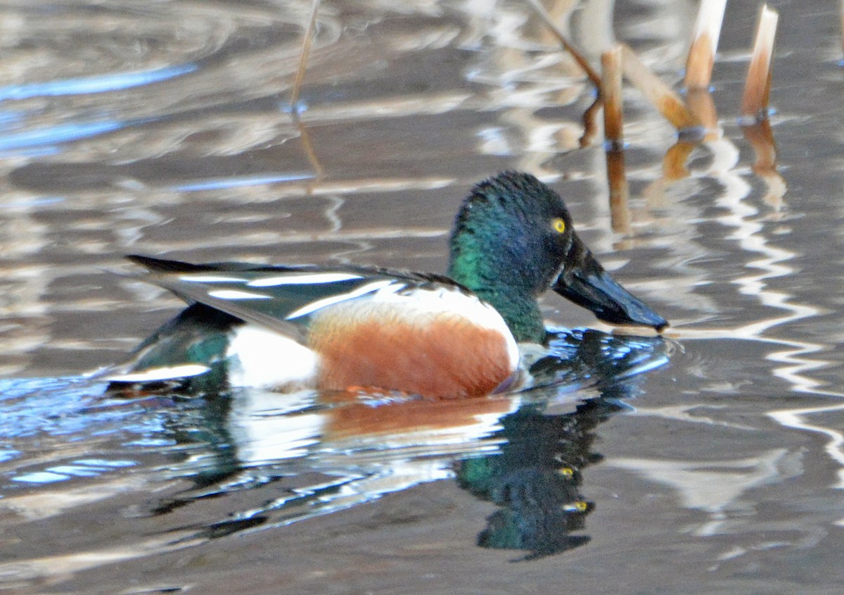 Northern Shoveler - Michael J Good