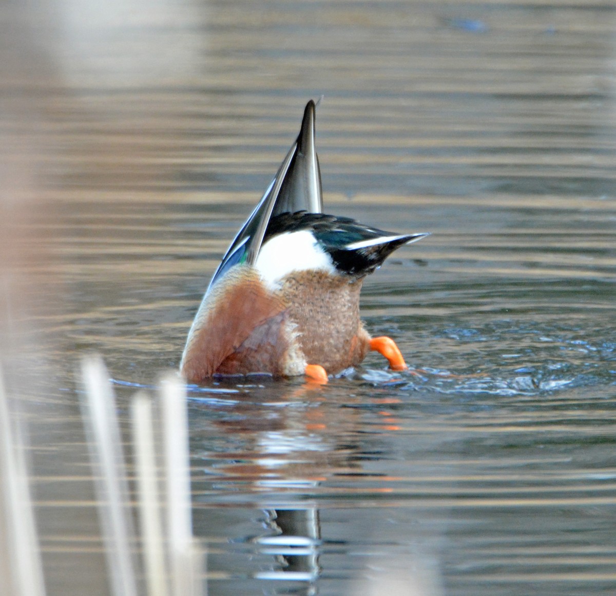 Northern Shoveler - Michael J Good