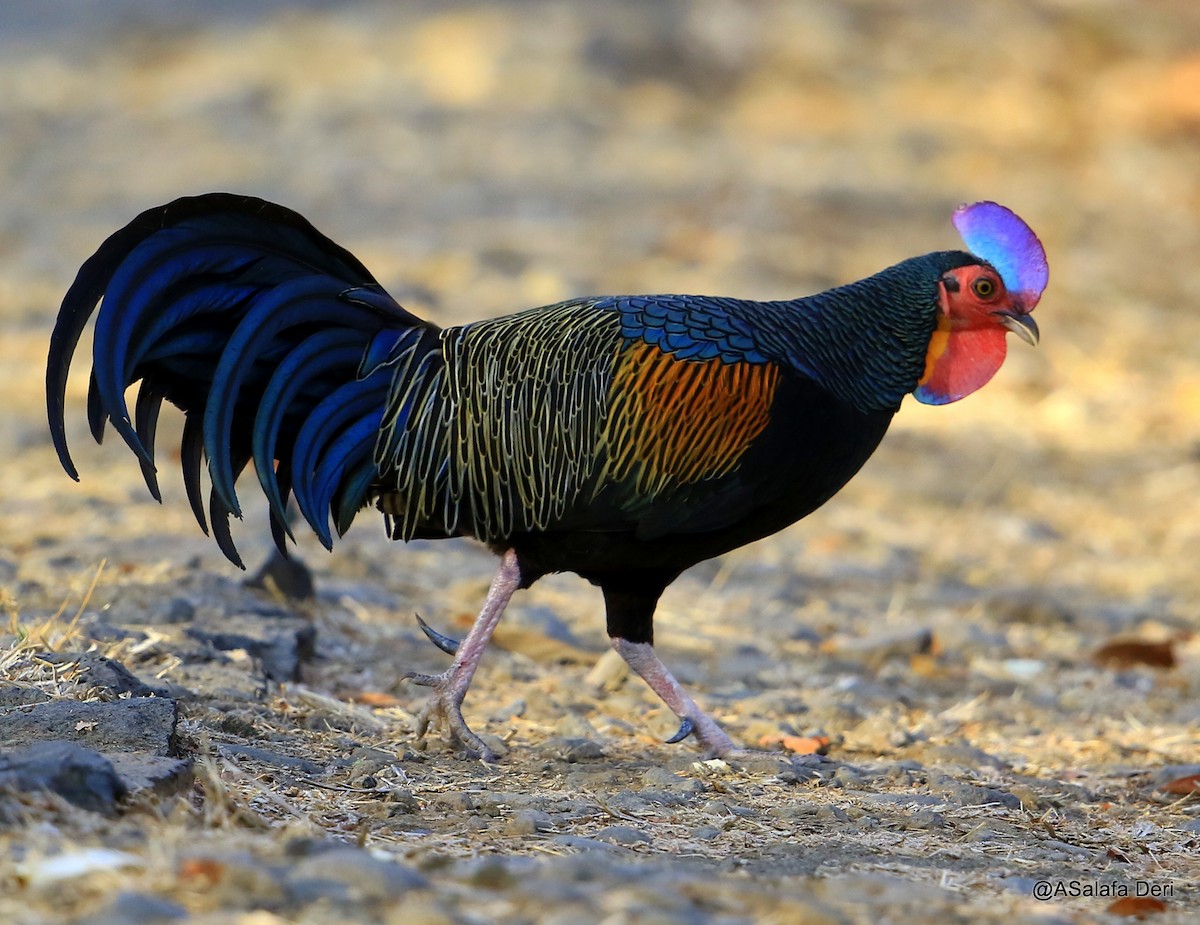 Green Junglefowl - Fanis Theofanopoulos (ASalafa Deri) 🐐