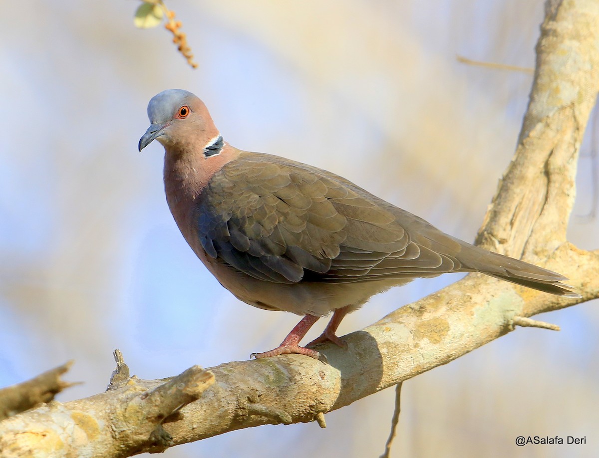 Sunda Collared-Dove - Fanis Theofanopoulos (ASalafa Deri) 🐐
