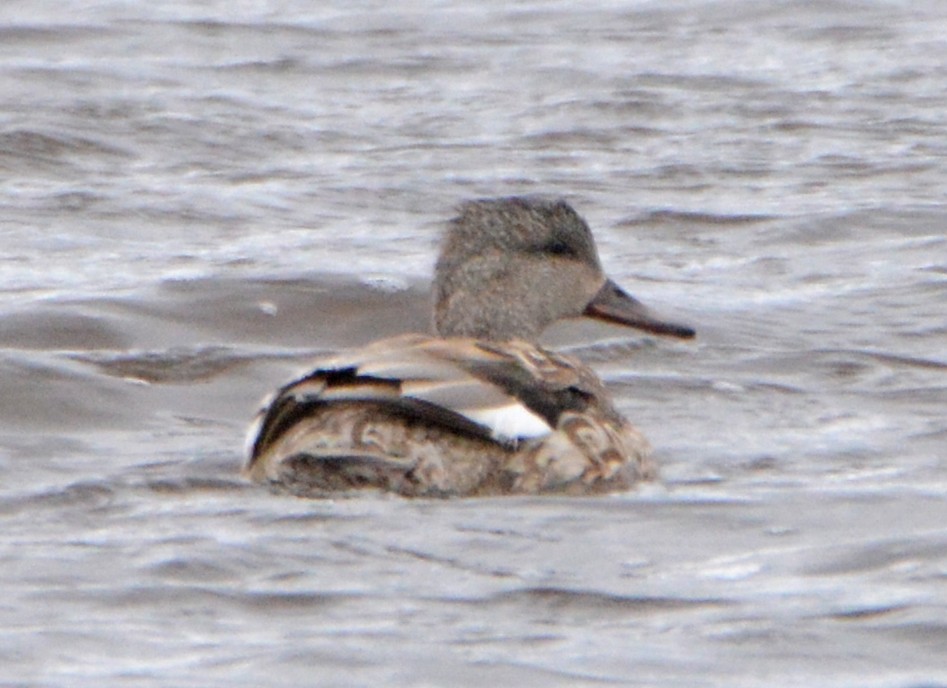 Gadwall - Michael J Good