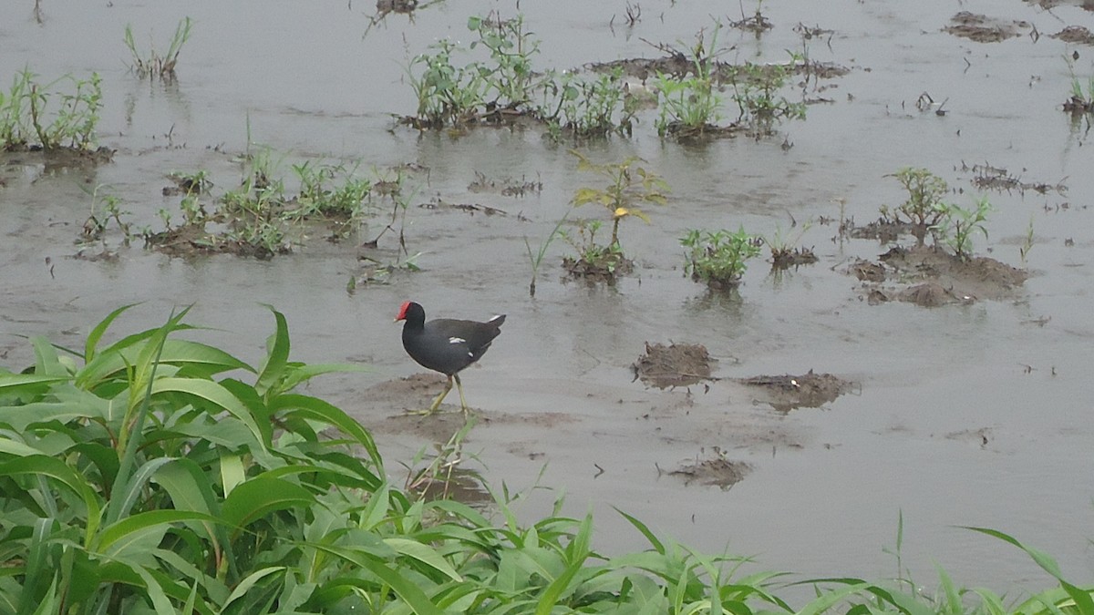 Common Gallinule - Charles Avenengo