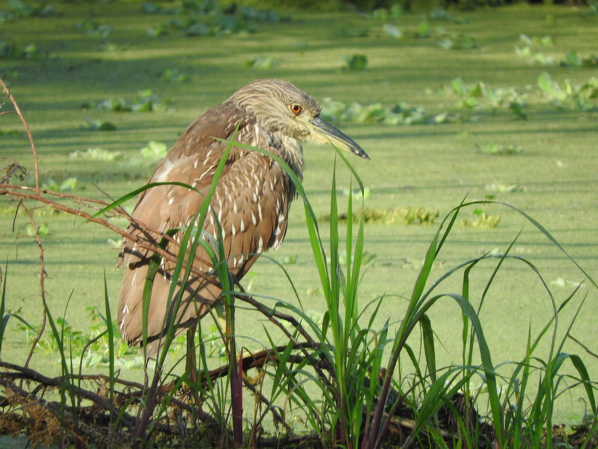 Black-crowned Night Heron - Steve Brookens