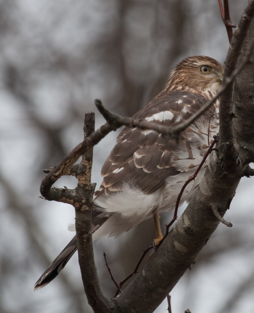 Cooper's Hawk - ML218526181