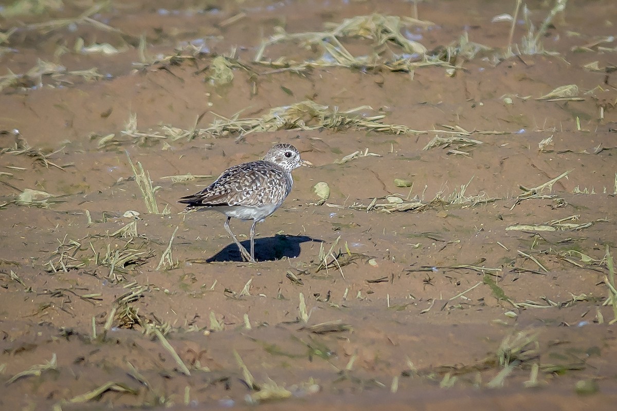 Black-bellied Plover - Michael Smith