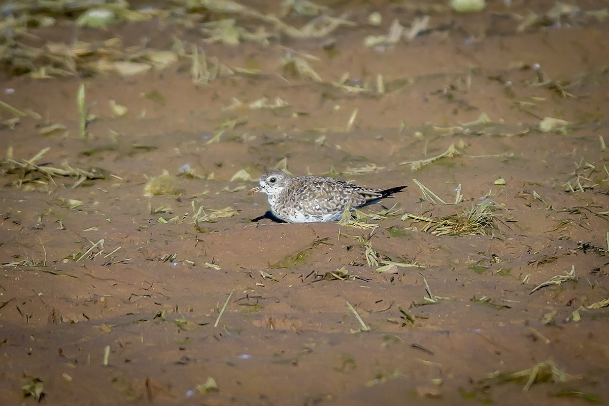 Black-bellied Plover - Michael Smith
