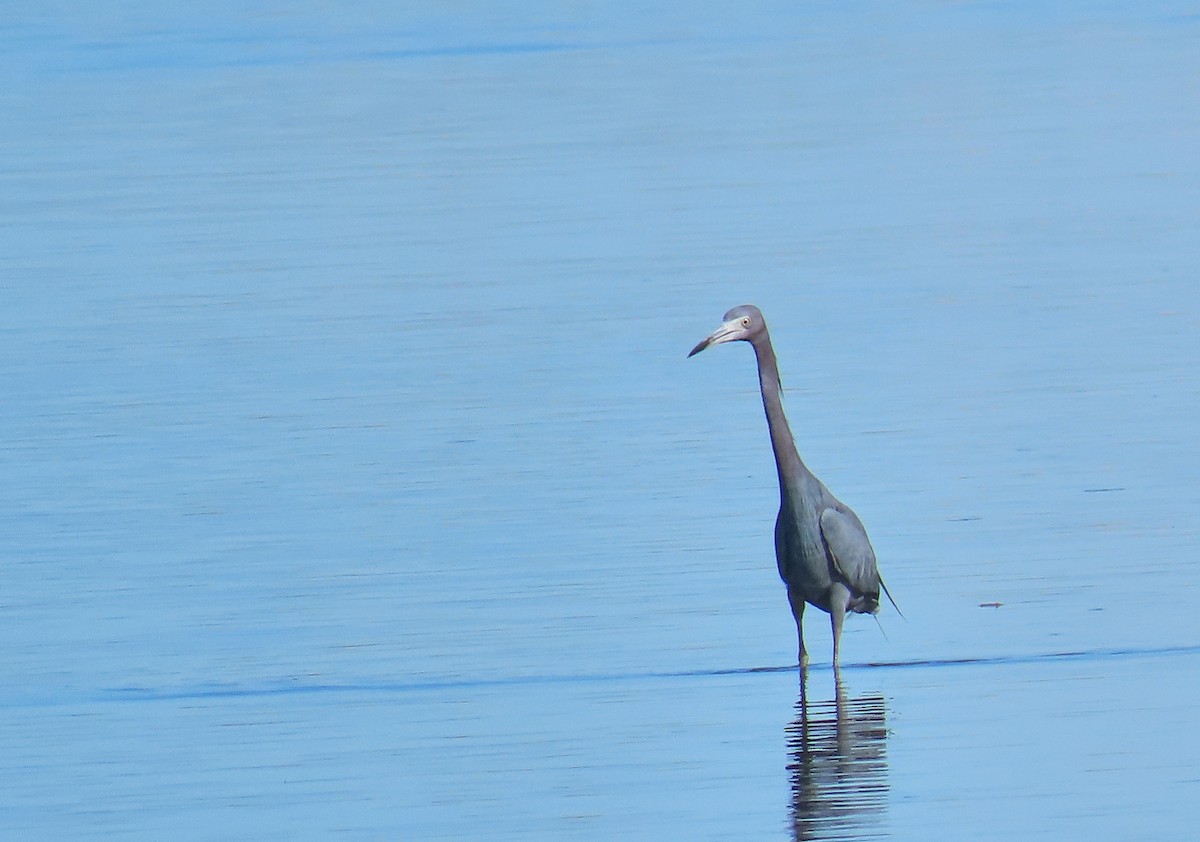 Little Blue Heron - ML218527841