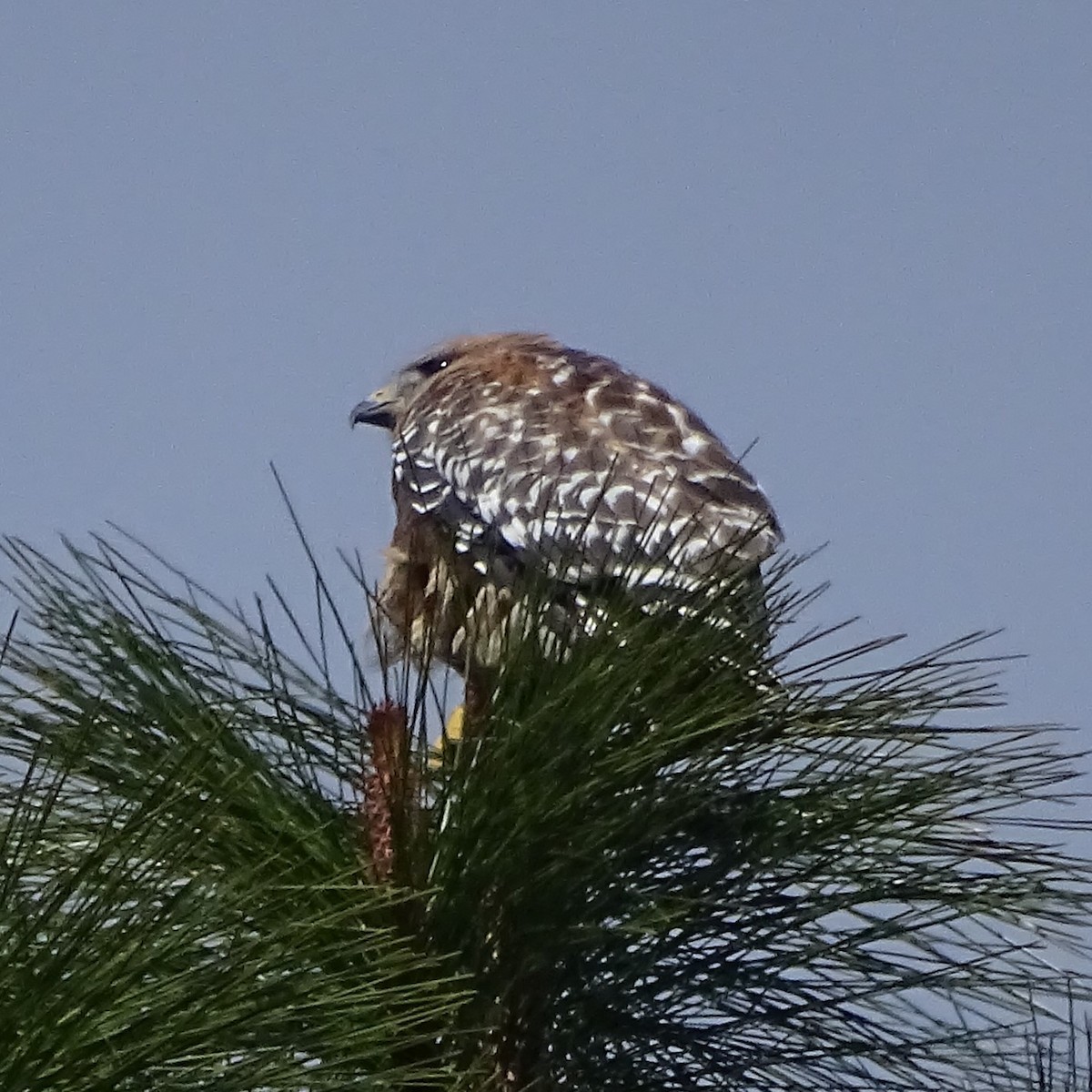 Red-shouldered Hawk - ML218528281