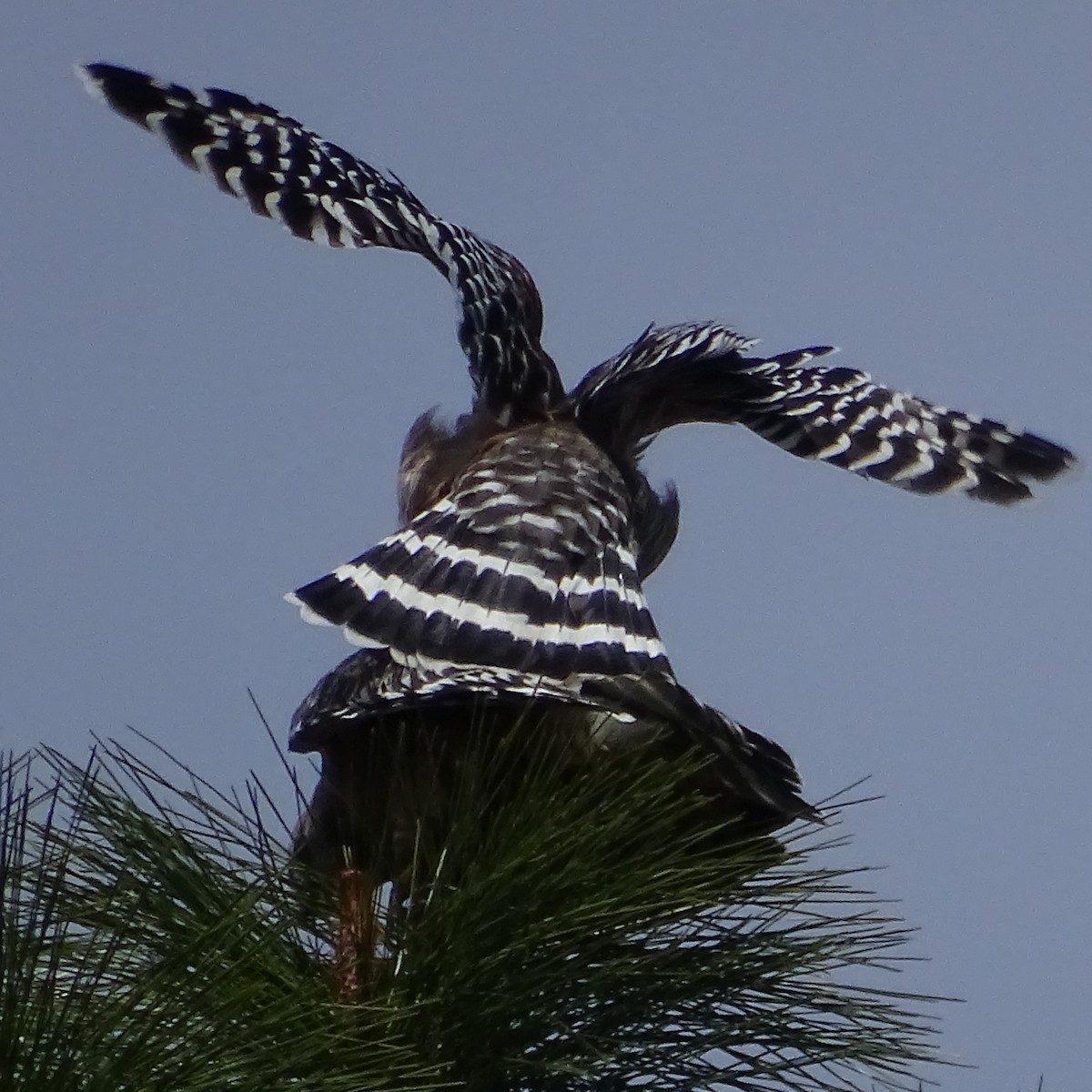 Red-shouldered Hawk - ML218528301