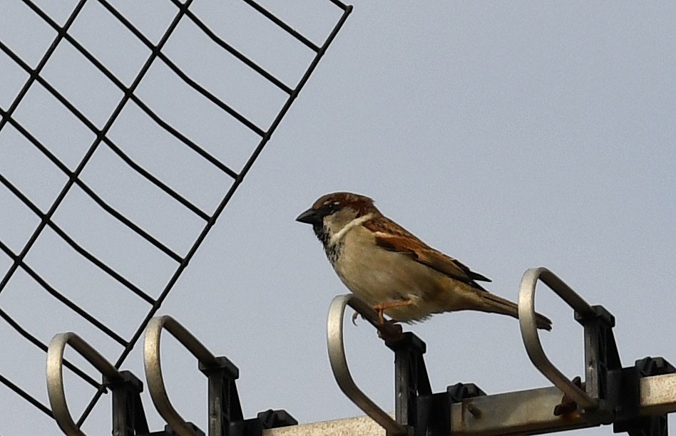 House Sparrow - Ricard Gutiérrez