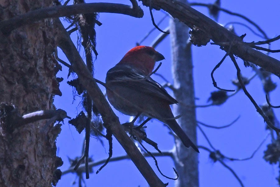 Pine Grosbeak (Rocky Mts.) - ML218528731