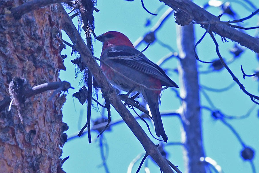 Pine Grosbeak (Rocky Mts.) - ML218528761