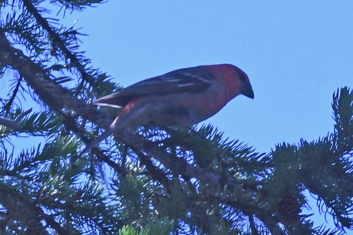 Pine Grosbeak (Rocky Mts.) - ML218528781