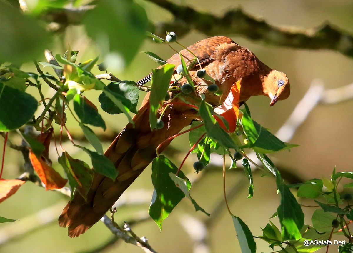 Ruddy Cuckoo-Dove - ML218529771