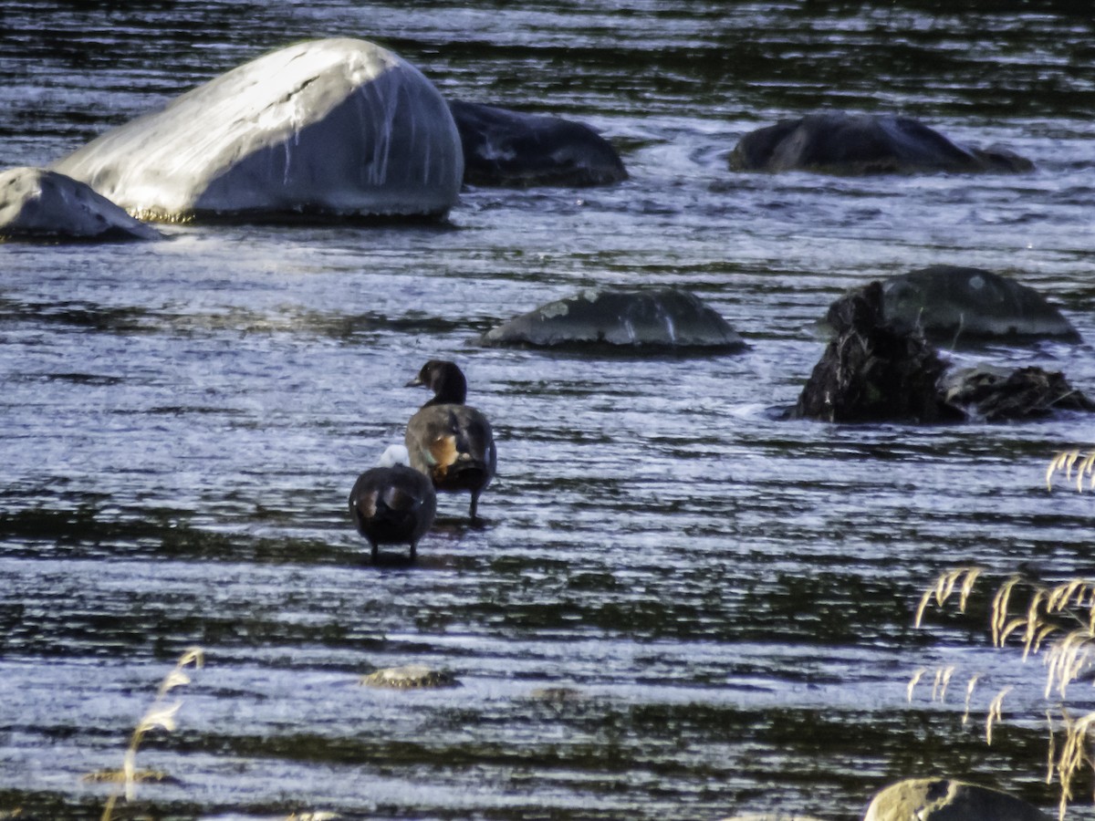 Paradise Shelduck - ML218530731