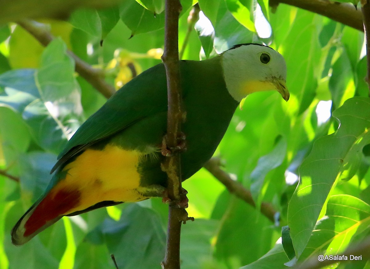 Black-naped Fruit-Dove - ML218530921