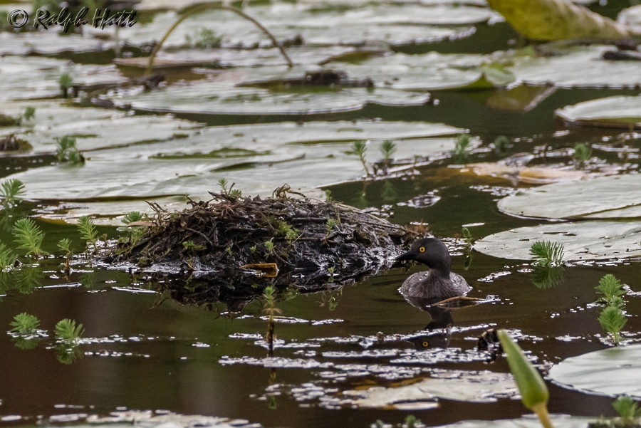 Least Grebe - ML218533971