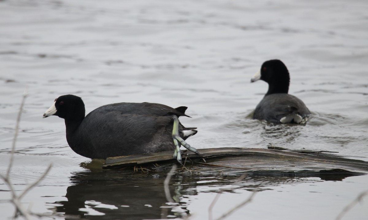 American Coot - Cheryl Rosenfeld