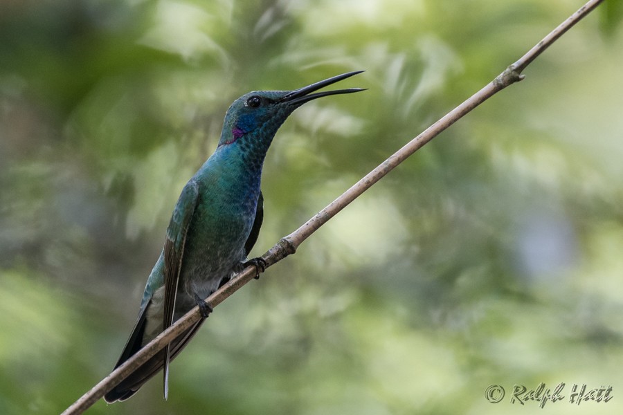 White-vented Violetear - Ralph Hatt