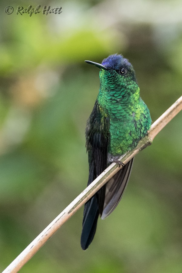 Violet-capped Woodnymph - Ralph Hatt