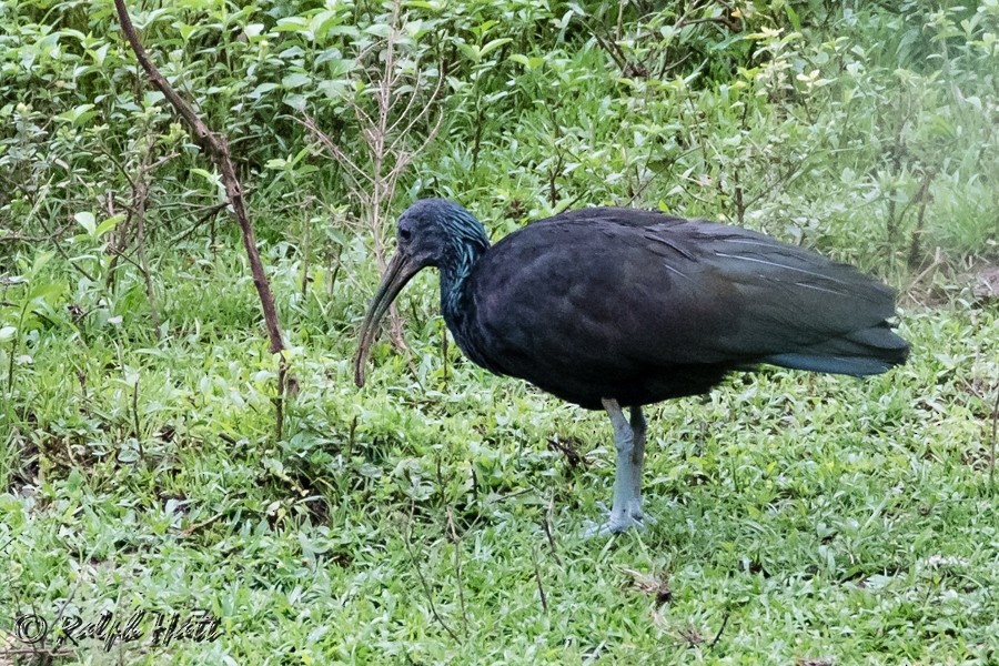 Ibis vert - ML218534681