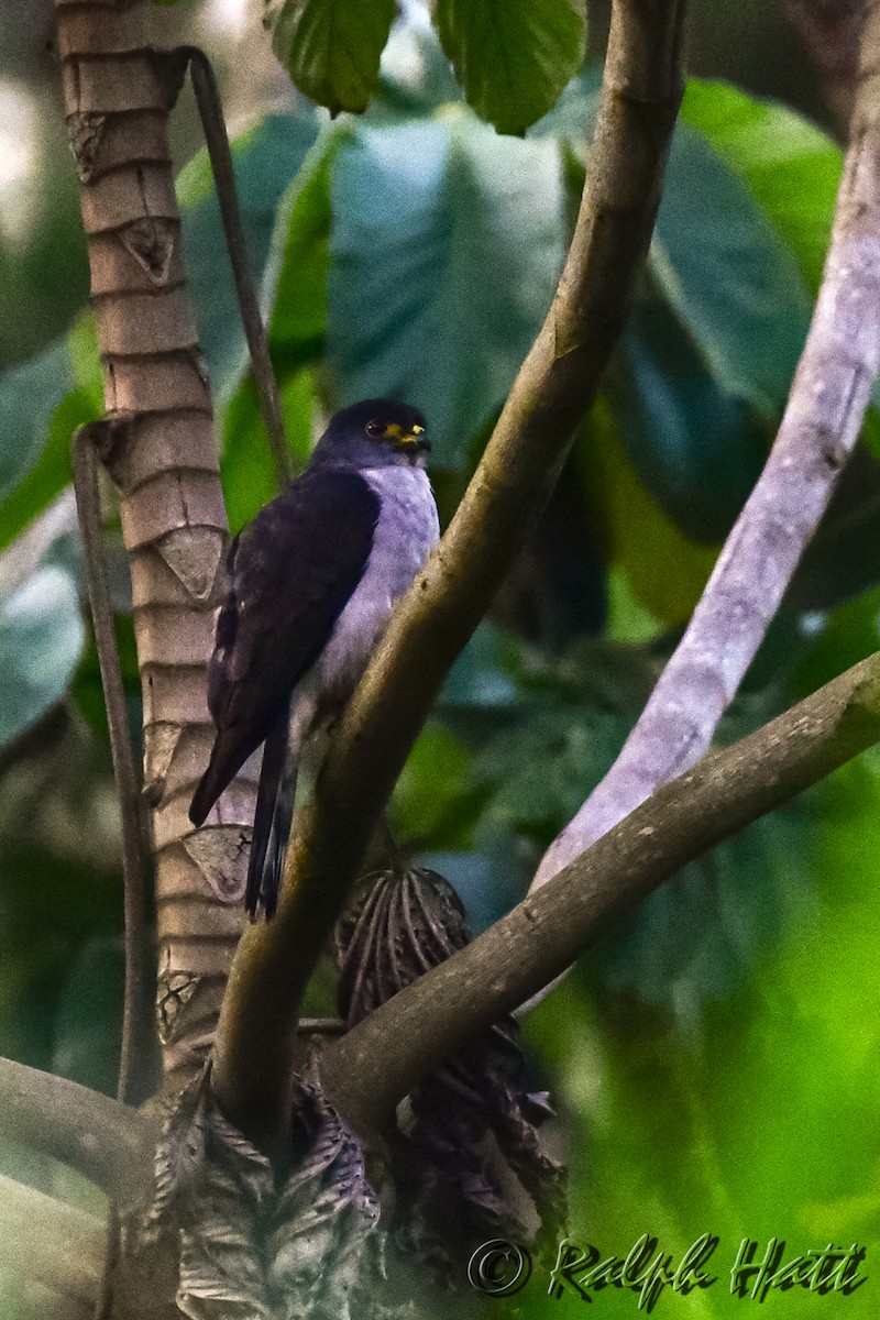 Rufous-thighed Kite - ML218534721