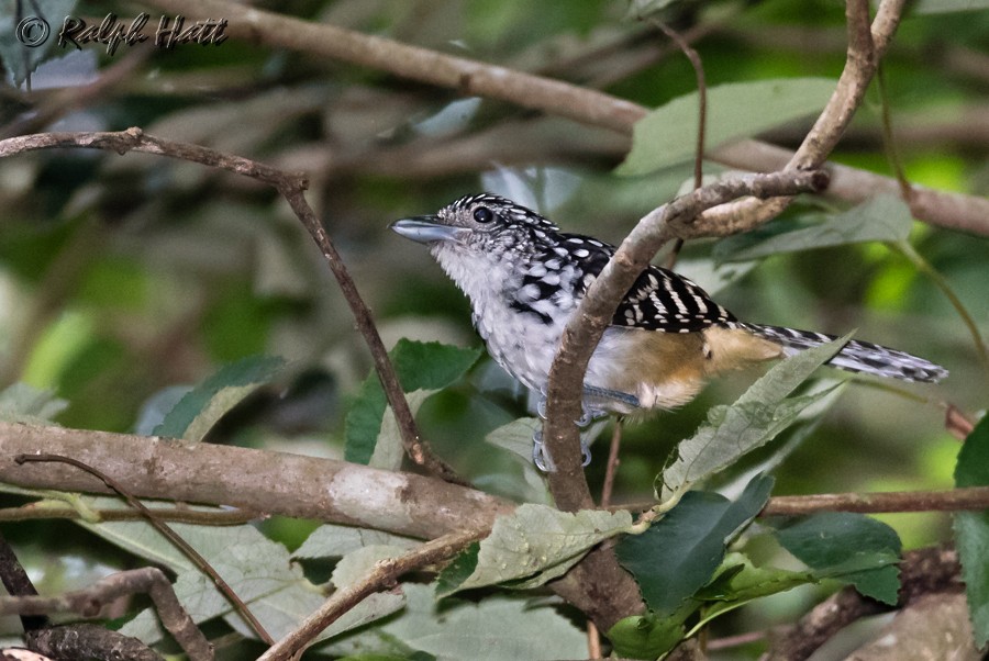 Spot-backed Antshrike - Ralph Hatt