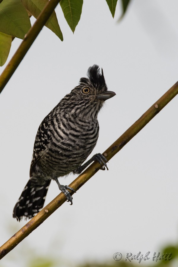 Barred Antshrike (Barred) - ML218535061