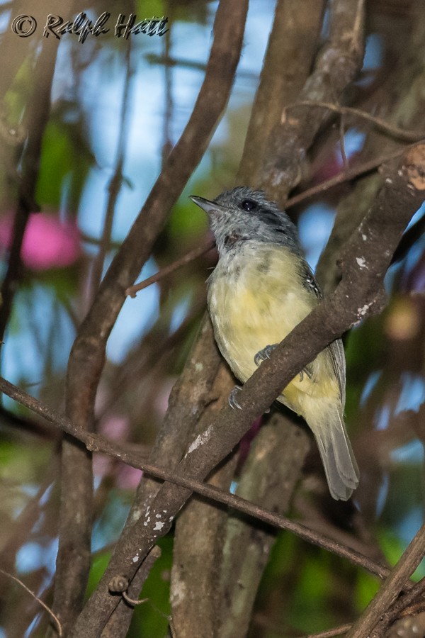 Plain Antvireo - Ralph Hatt