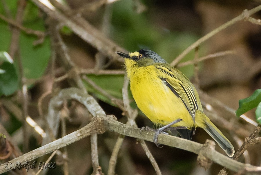 Gray-headed Tody-Flycatcher - ML218535271