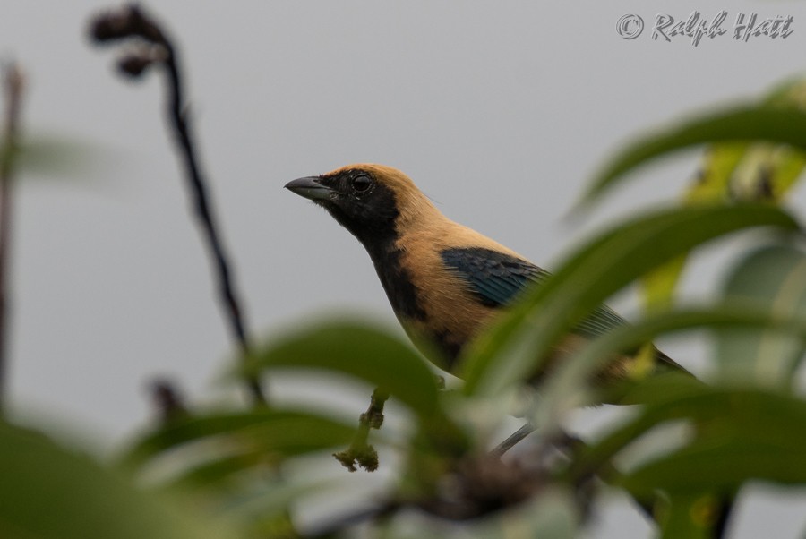 Burnished-buff Tanager - Ralph Hatt