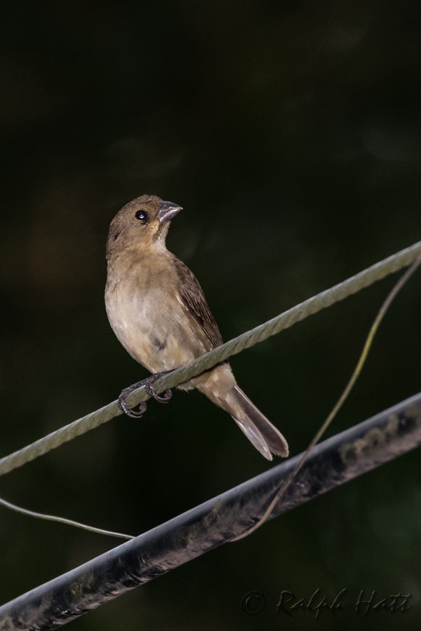 Double-collared Seedeater - Ralph Hatt