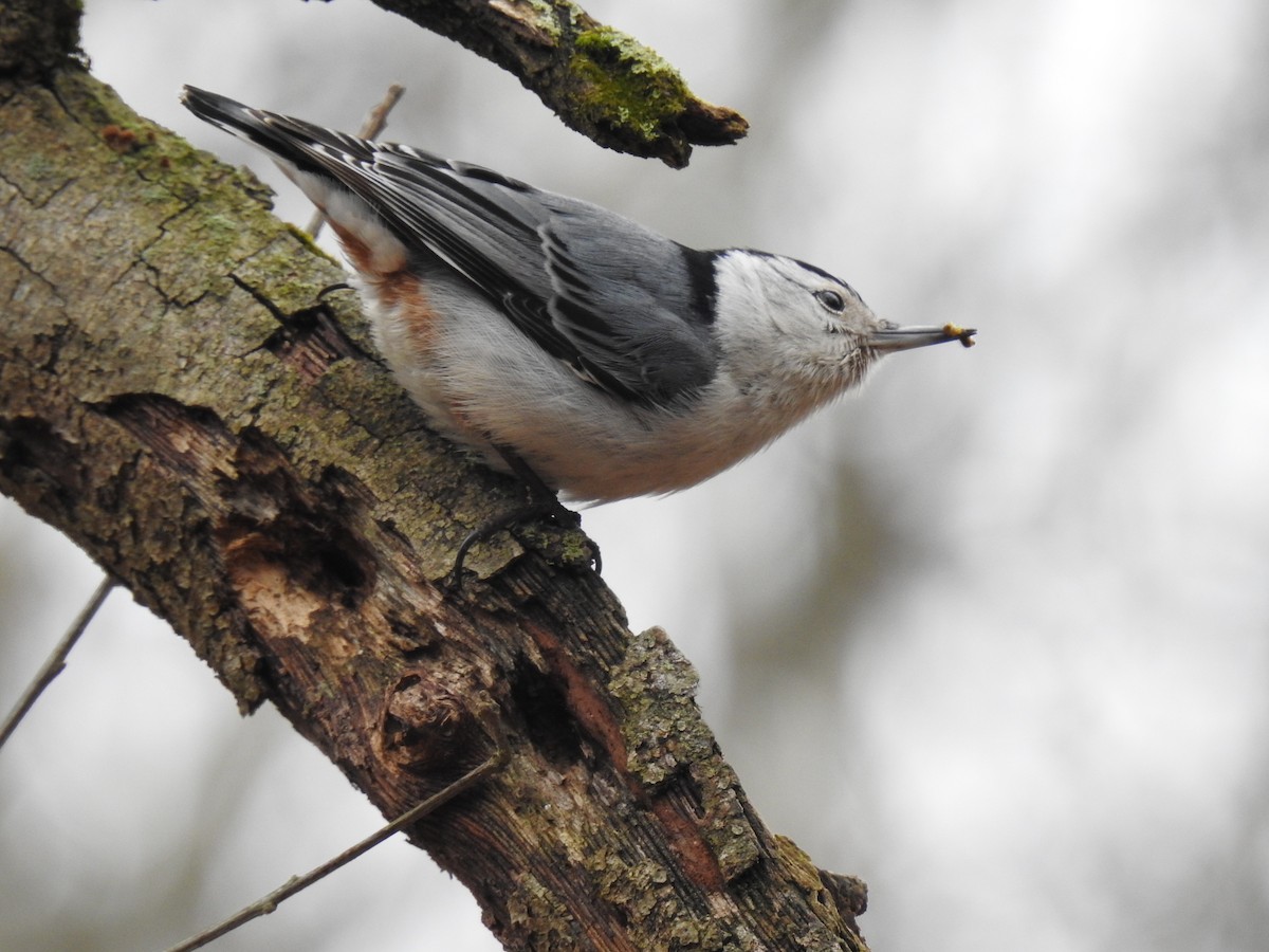 White-breasted Nuthatch - ML218535911